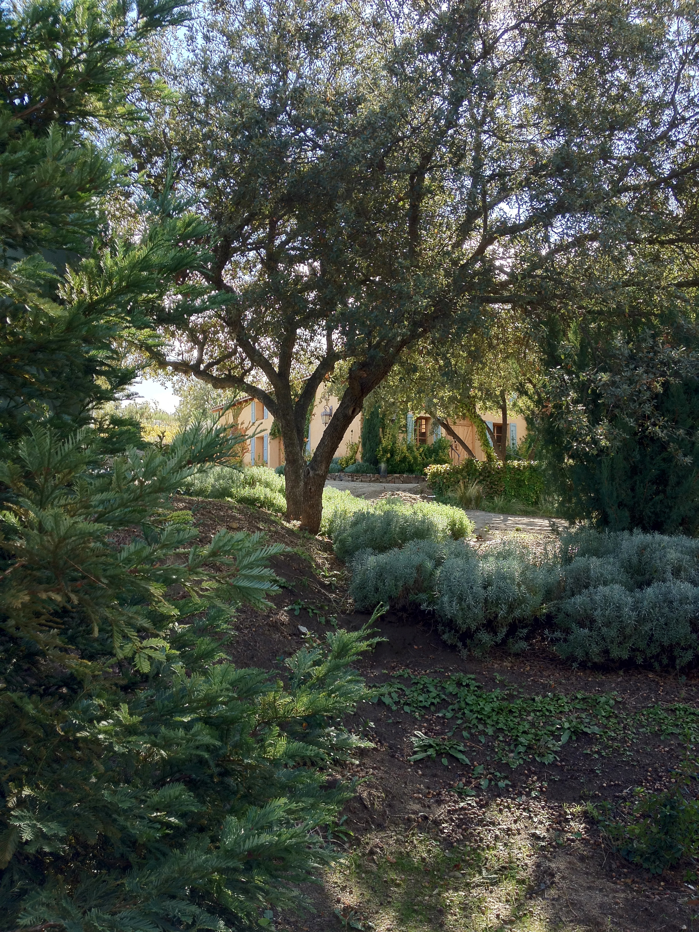 Milagro Farms Mediterranean plantings and landscape